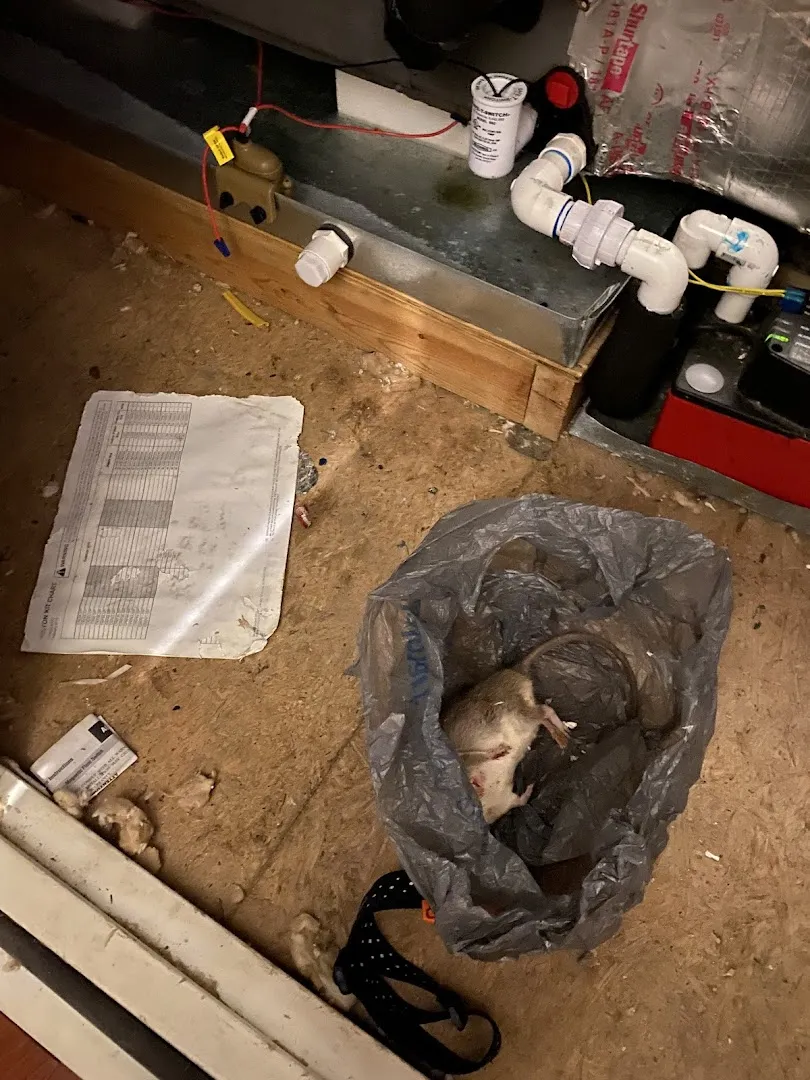 365 Wildlife and Pest Control, L.L.C.