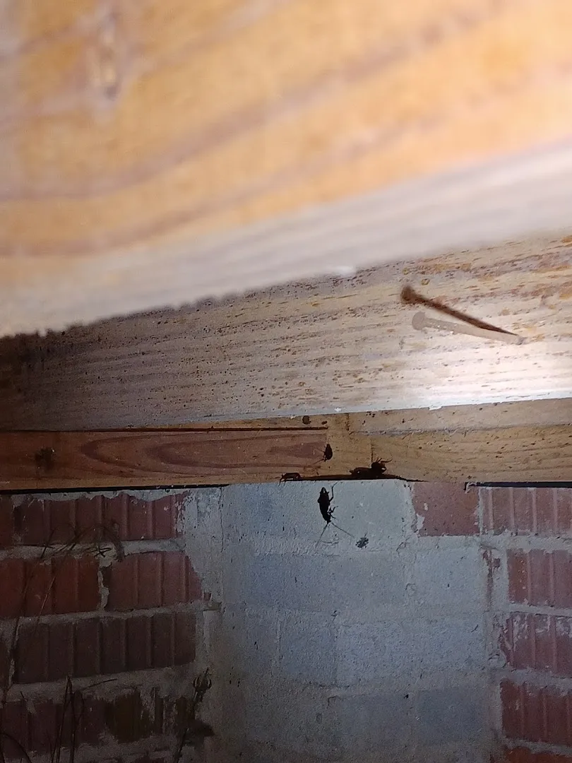 A Better Way Pest Solutions
