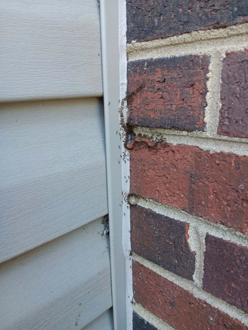 A Better Way Pest Solutions