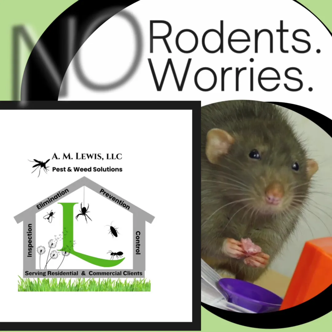 A. M. Lewis, LLC