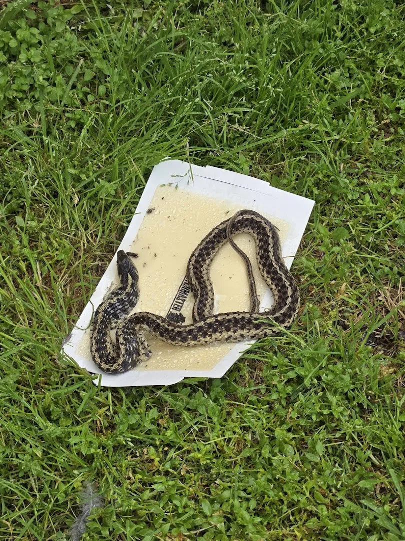 Action Pest Services