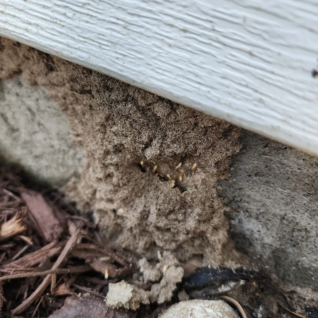 Anderson Pest Solutions LLC