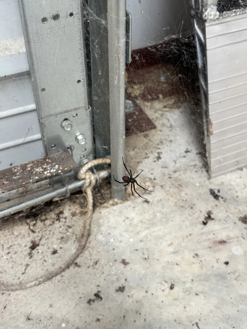 Arise Pest Control