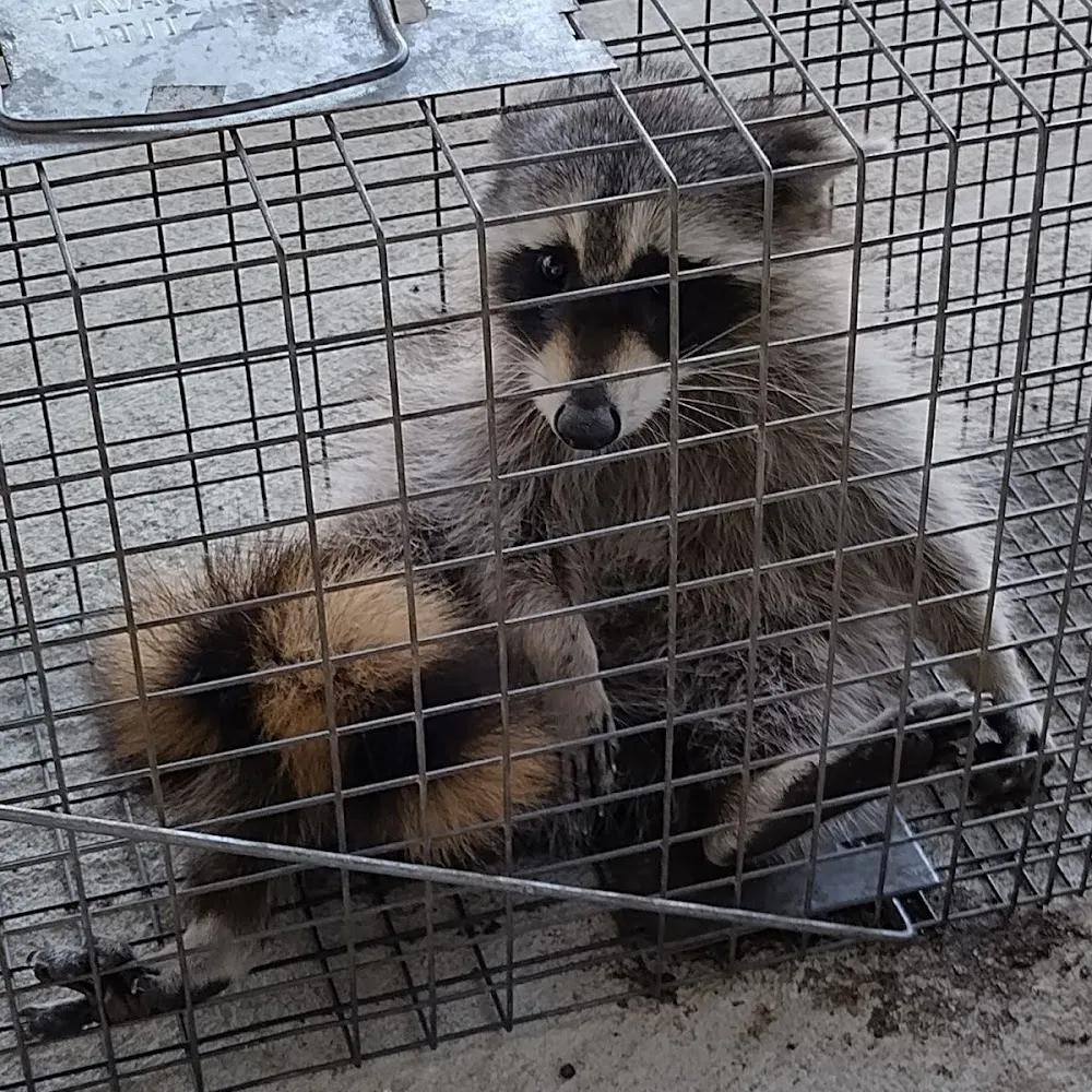 Beach Boys Wildlife Removal