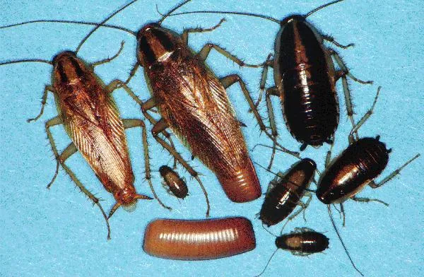 Brown's Mosquito & Pest Control