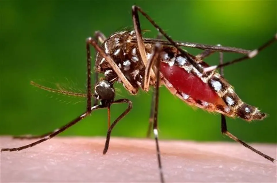 Brown's Mosquito & Pest Control