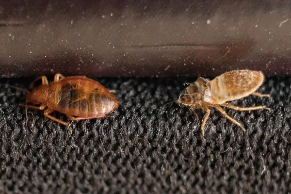 The Original Bugman Pest Elimination, Inc.