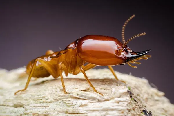 The Original Bugman Pest Elimination, Inc.
