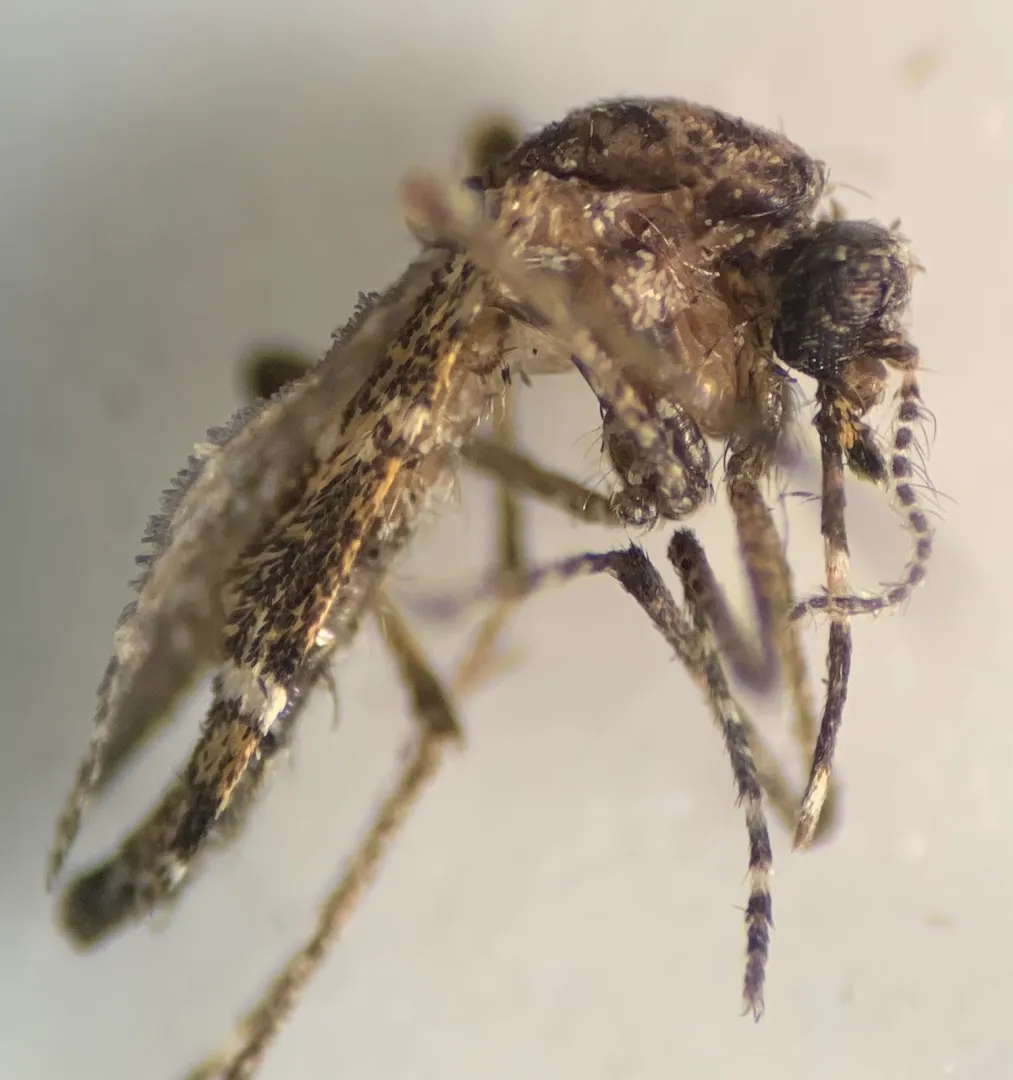 Buzzkill Pest Solutions LLC
