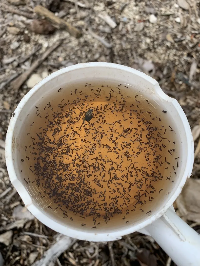 Buzzkill Pest Solutions LLC