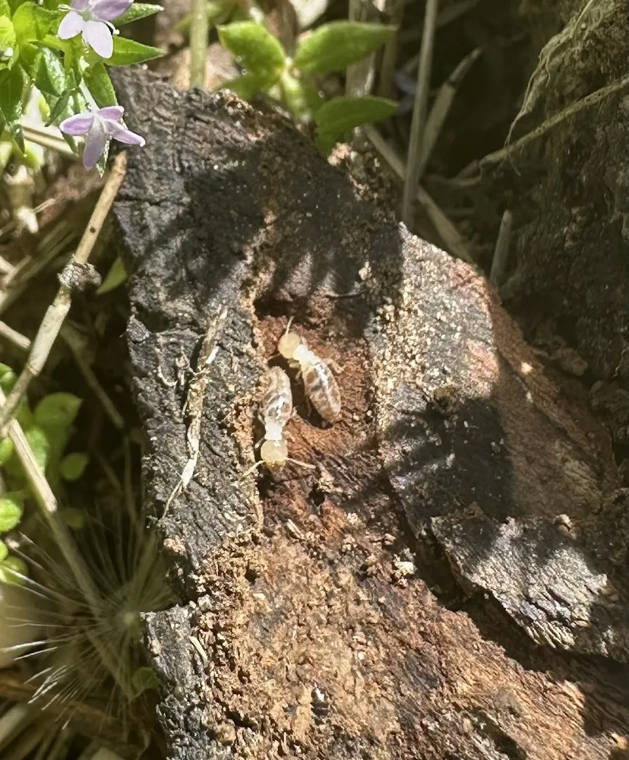 Buzzkill Pest Solutions LLC