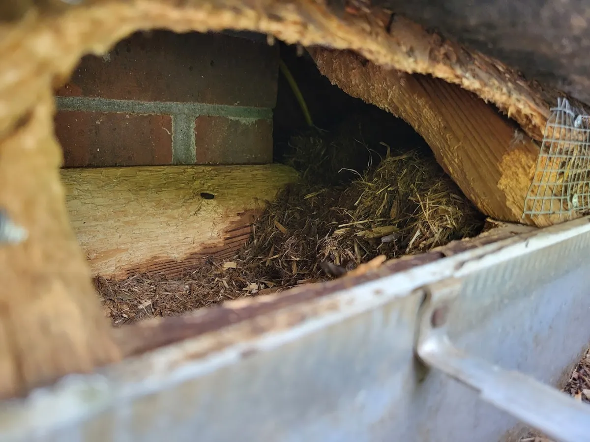 Caliber Pest Solutions