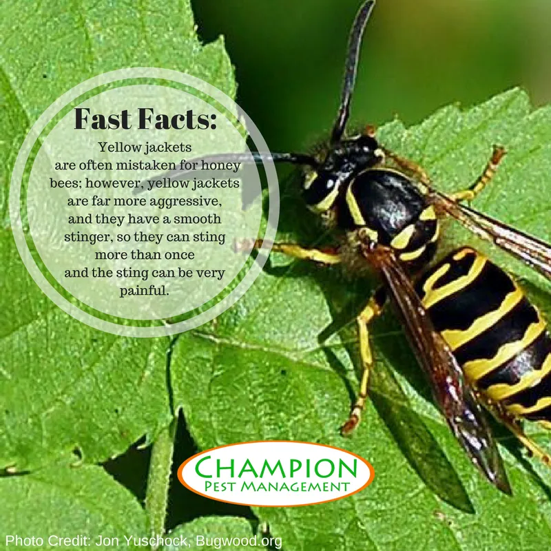 Champion Pest Management