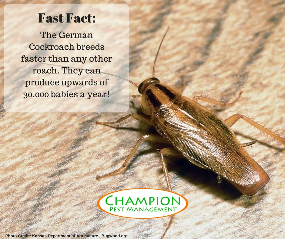Champion Pest Management