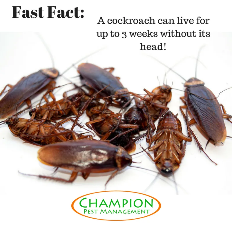 Champion Pest Management