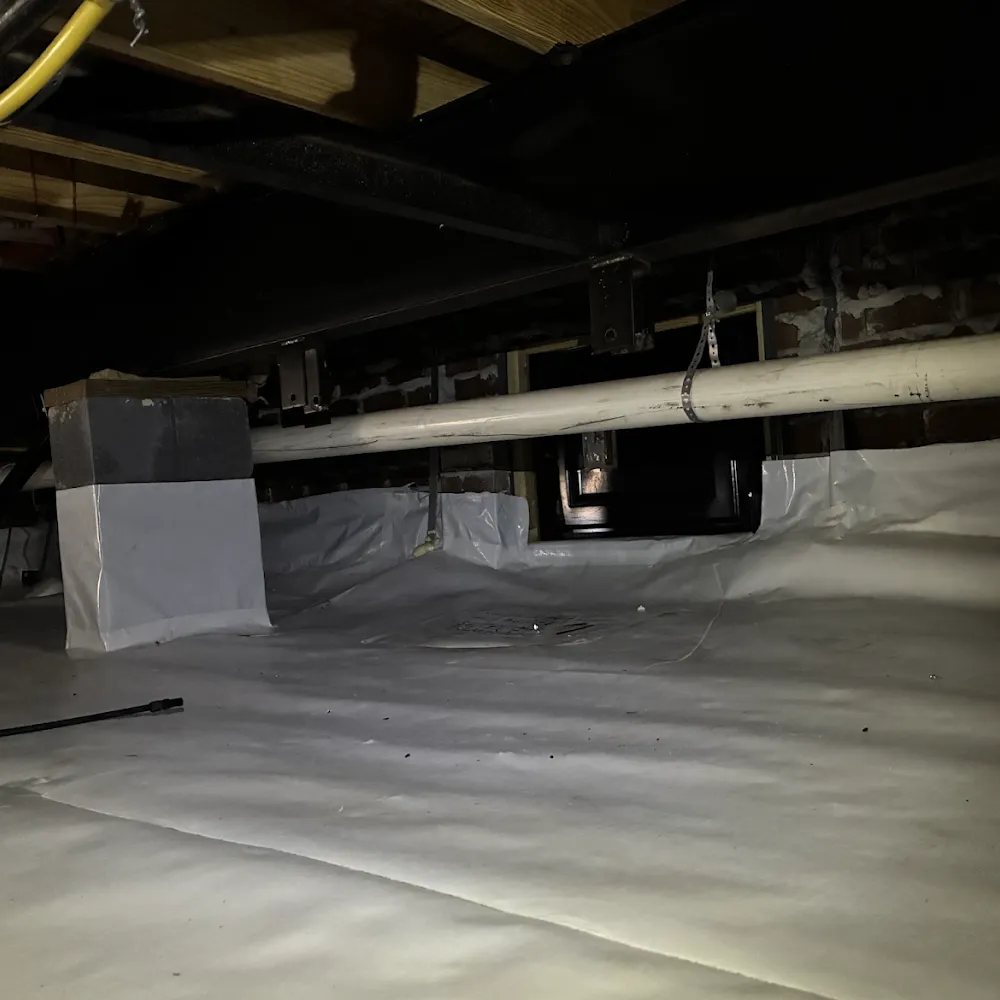 Cyclone Pest Control Services