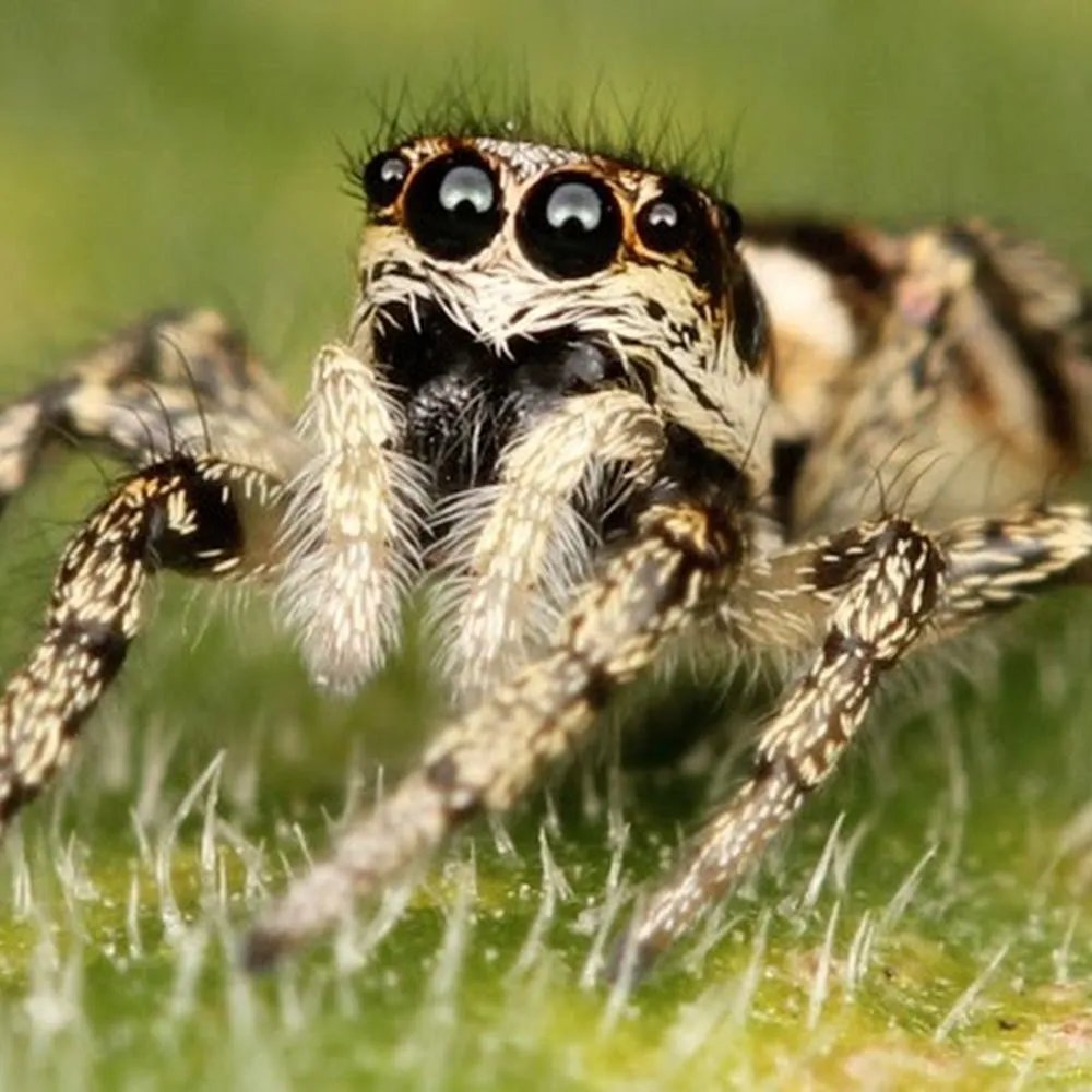 CMAC Pest Control, LLC
