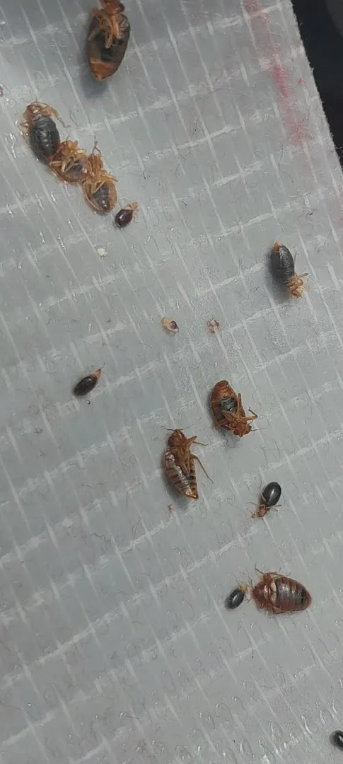 Cohen Pest Solutions LLC