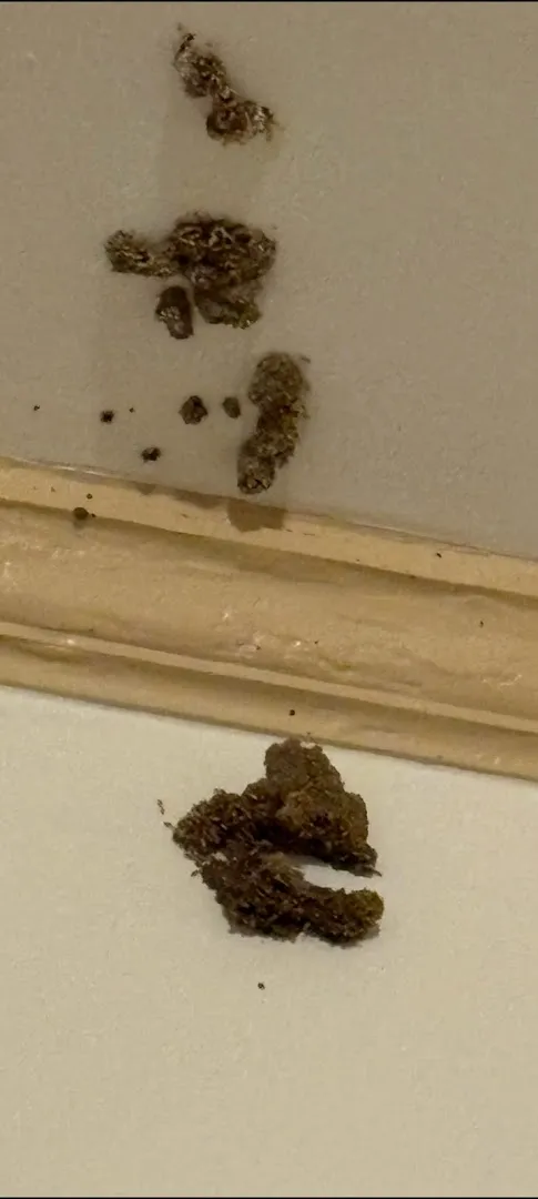 Cohen Pest Solutions LLC