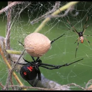 Crenshaw's Termite & Pest Control