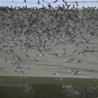 Crenshaw's Termite & Pest Control