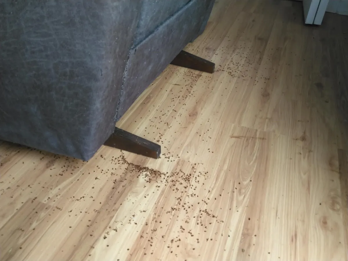 Dodson Pest Control