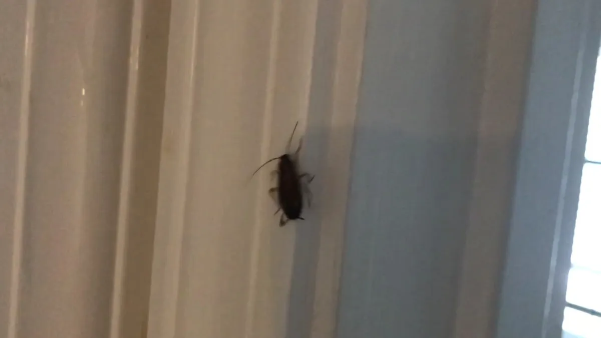 Expert Pest Control