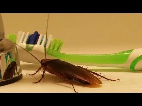 Expert Pest Control