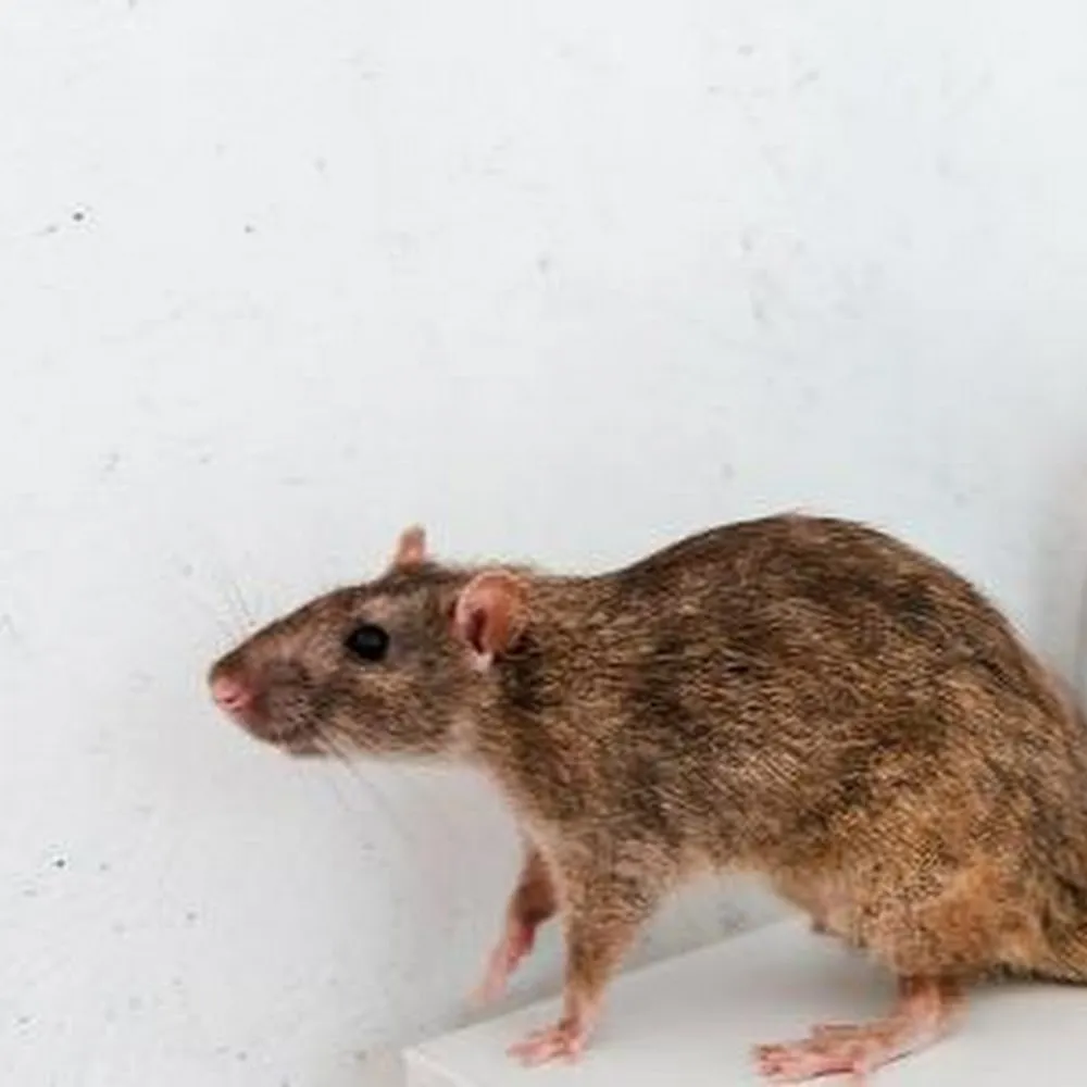 Furgerson Pest Control, LLC