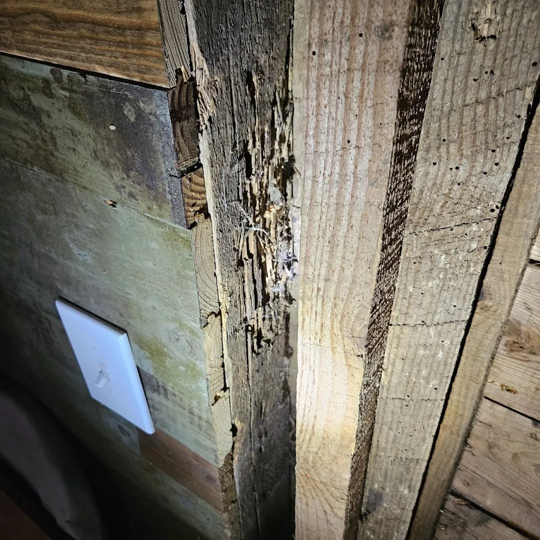 Healthy Home Pest Solutions