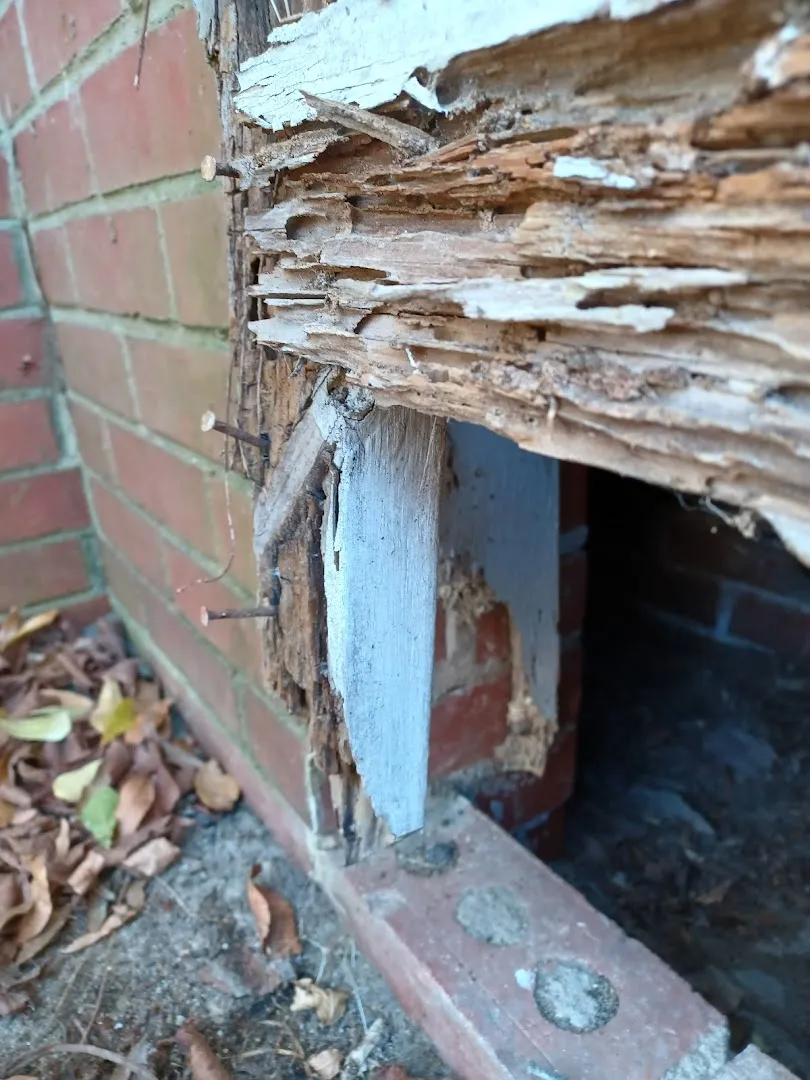 Healthy Home Pest Solutions