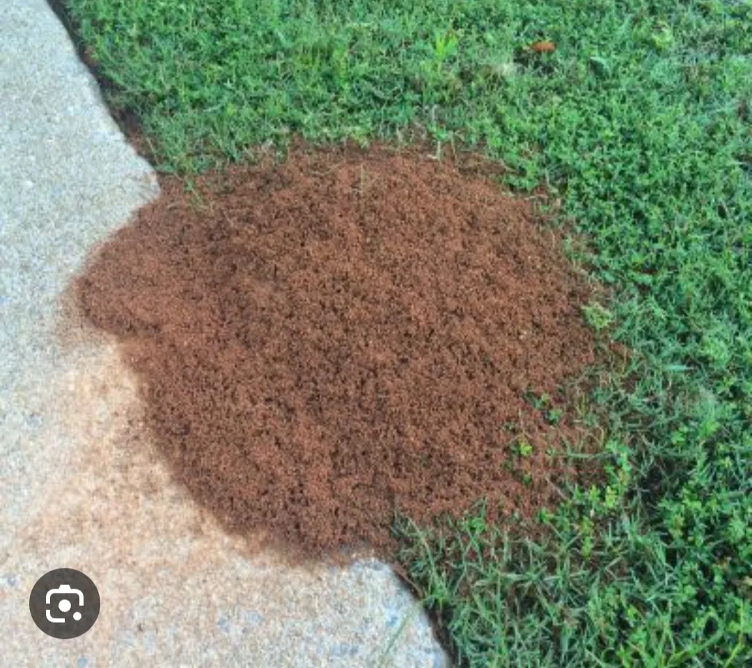 Upstate Pest Purge