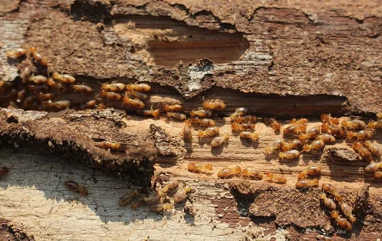 Jury Pest Services