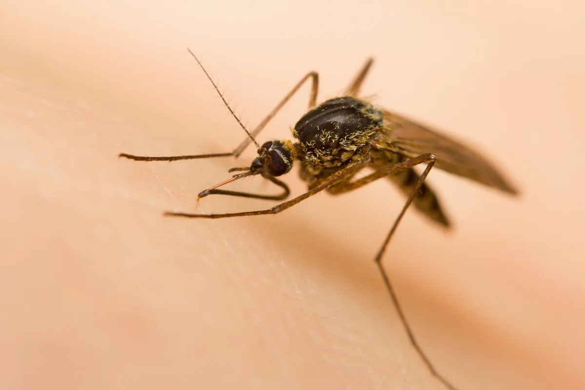 L & L Mosquito & Pest Control Inc
