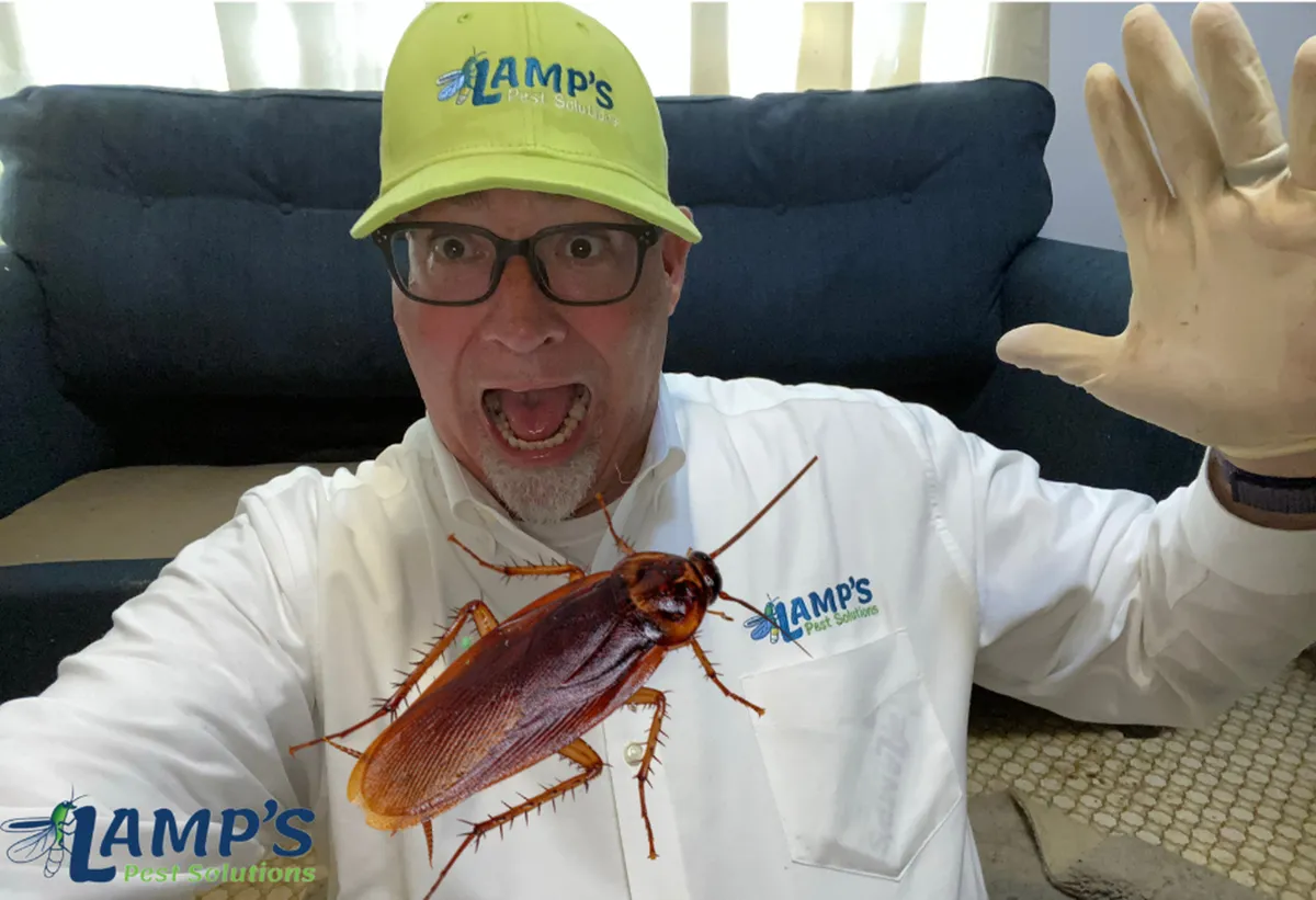 Lamp's Pest Solutions
