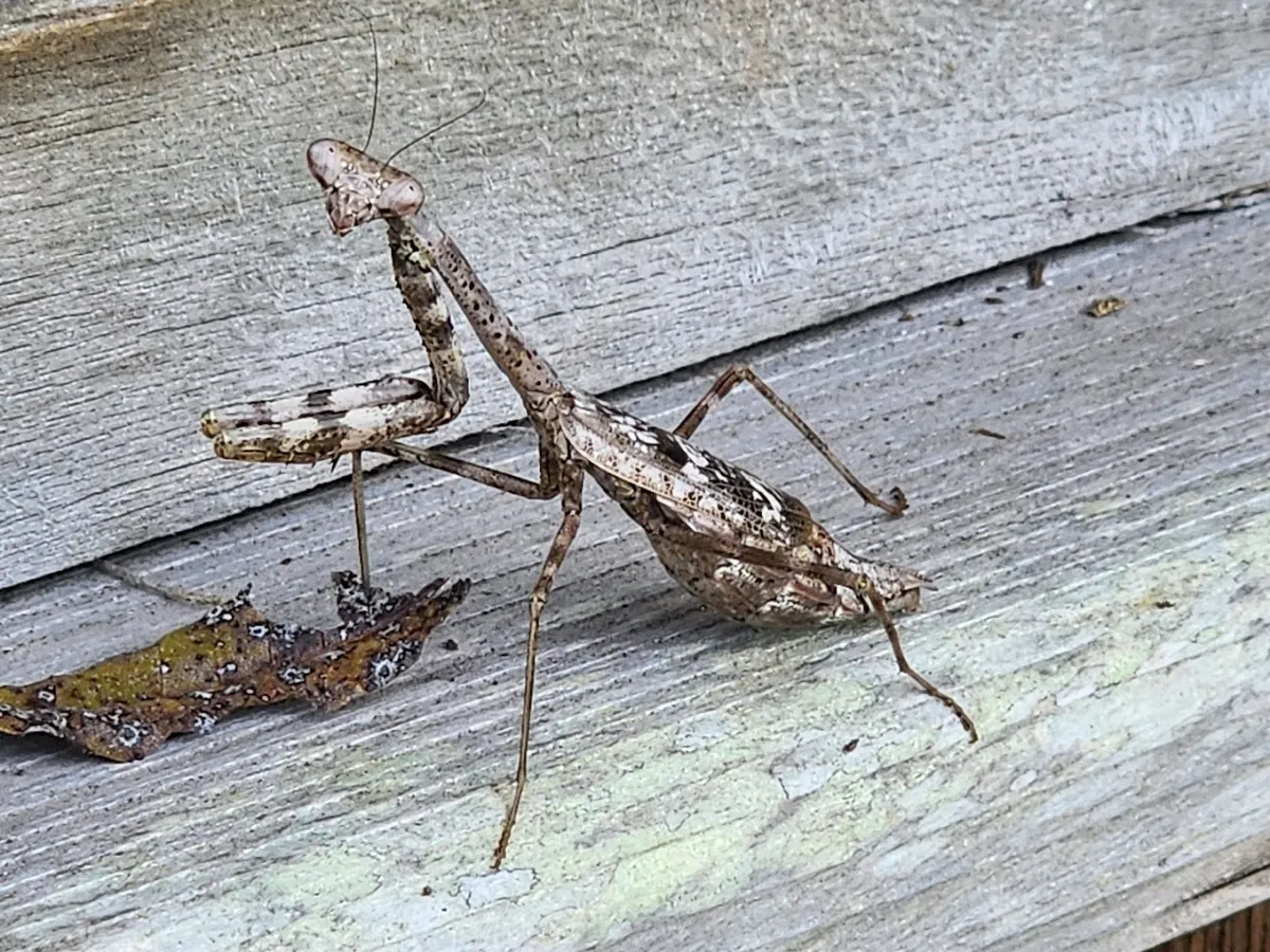 Low Country Pest Control