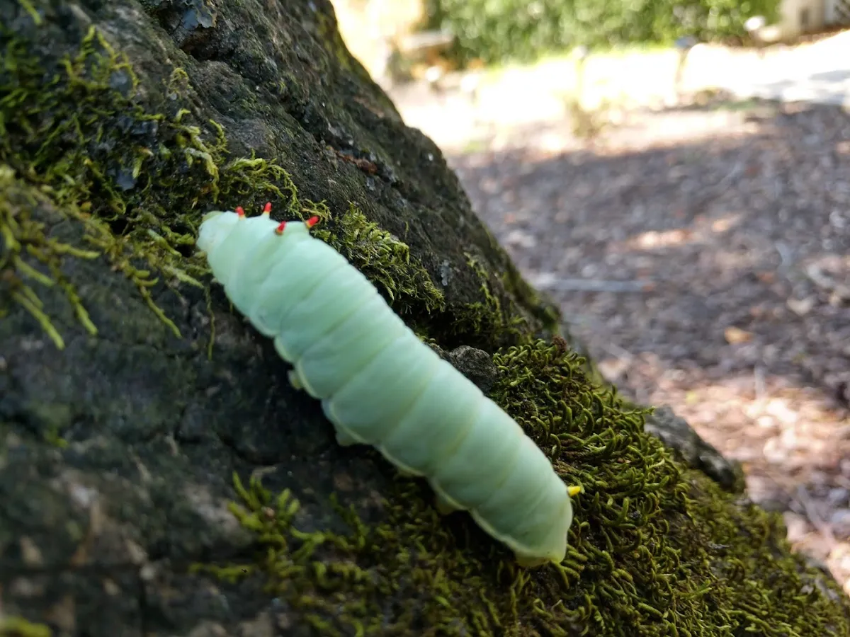 Low Country Pest Control