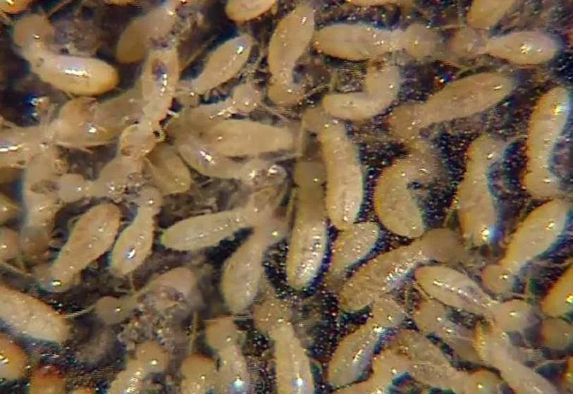 MidSouth Termite & Pest Control Columbia, SC