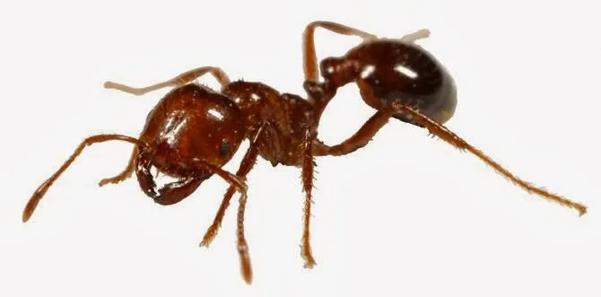 MidSouth Termite & Pest Control Columbia, SC