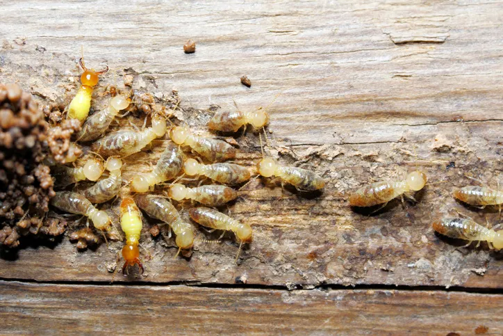 Morris Pest Control