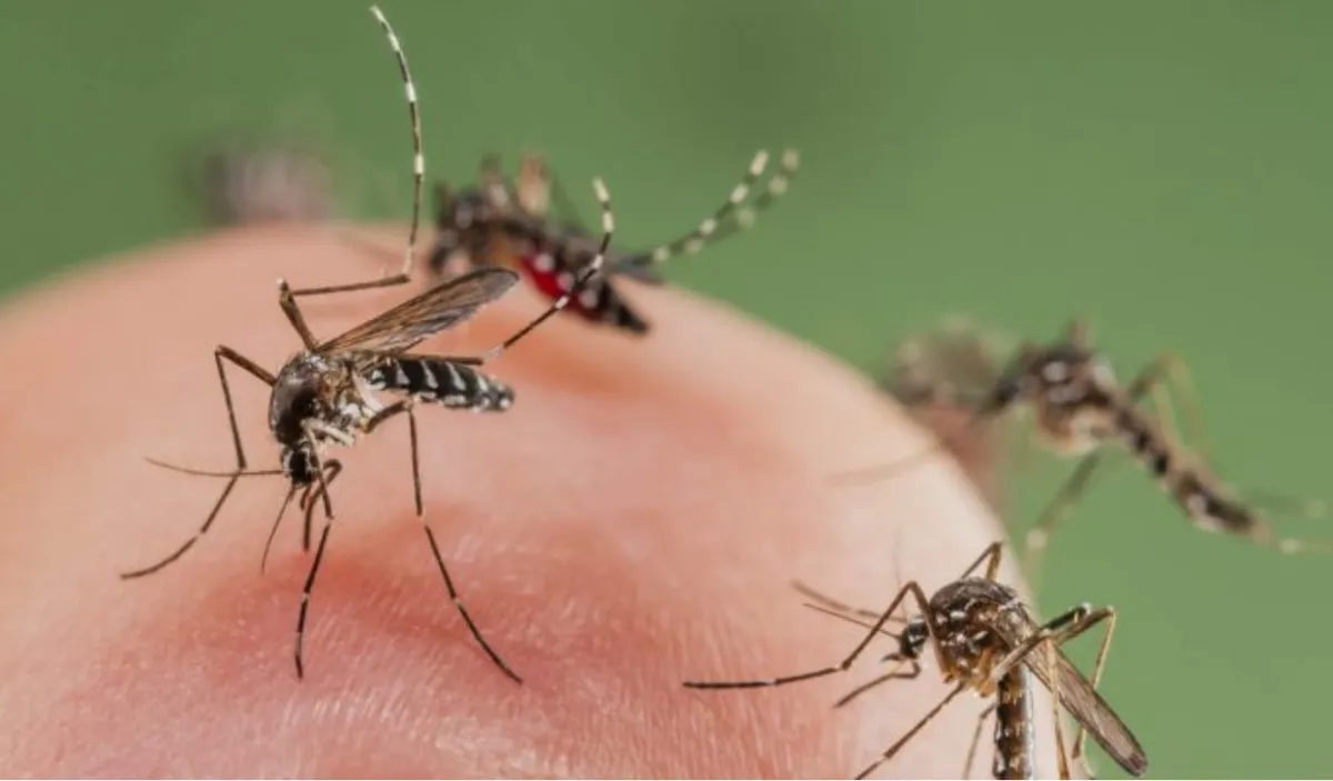 Mosquito Busters