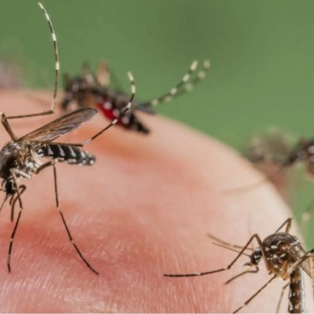 Mosquito Busters