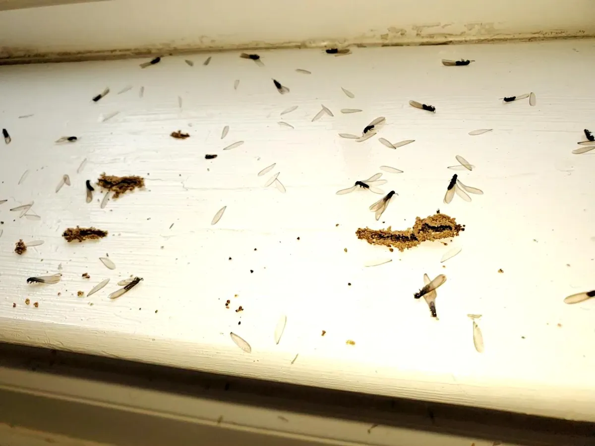 Mountaineer Pest Services