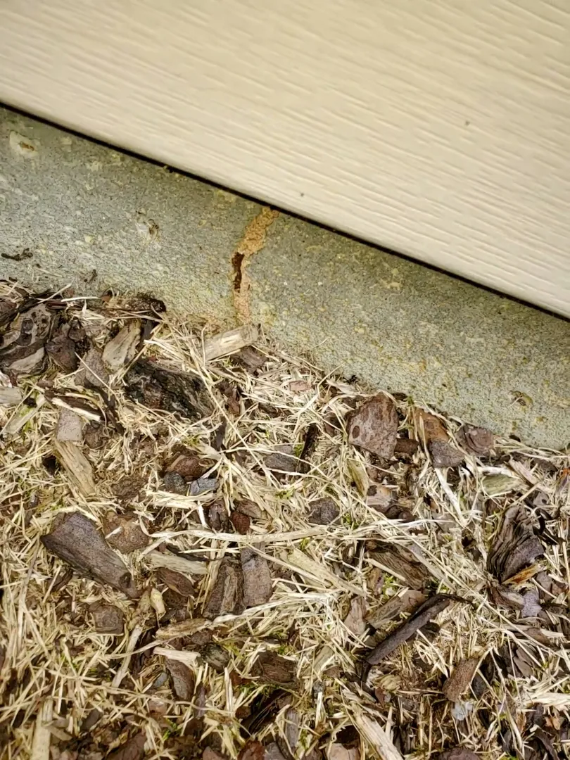 Mountaineer Pest Services