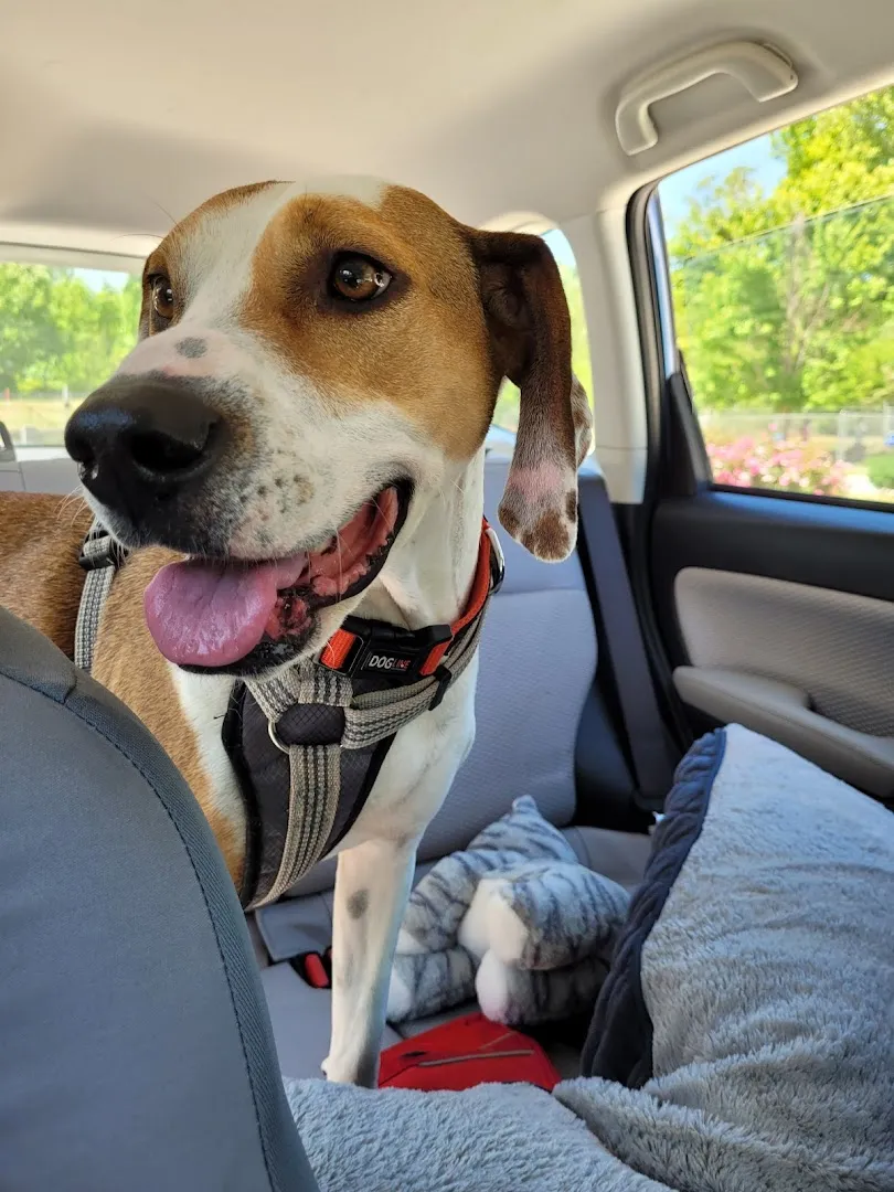 Oconee County Animal Control