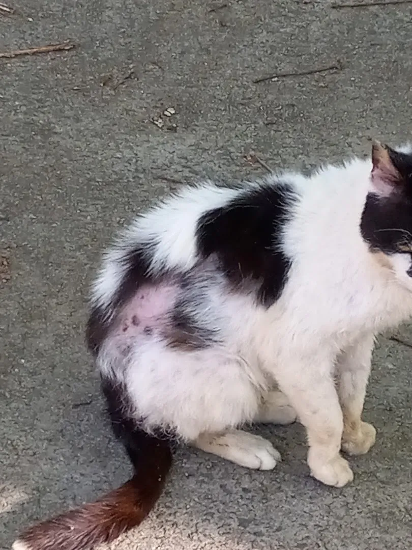 Oconee County Animal Control