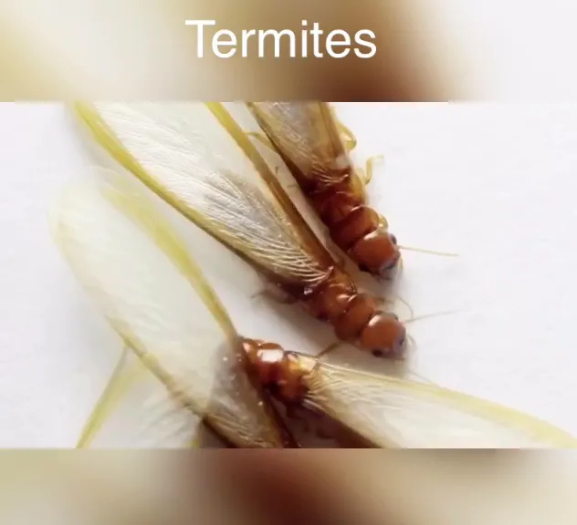 Outdoor Pest Control Solutions