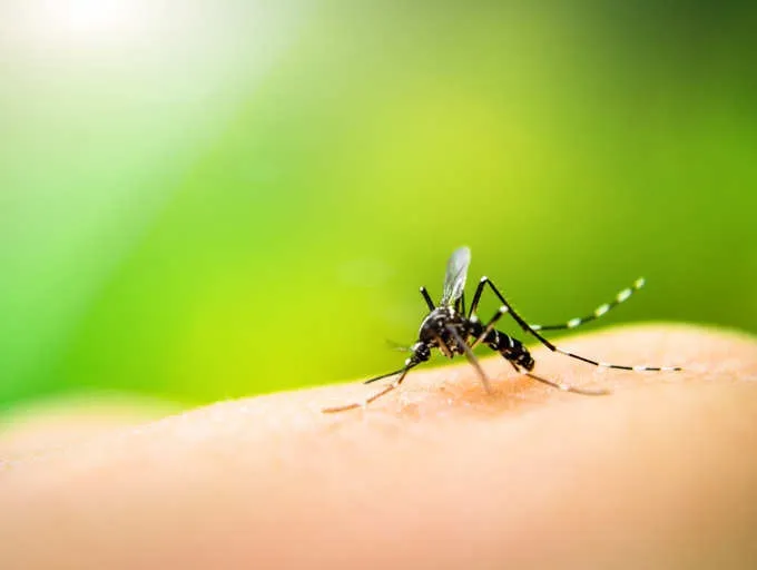 Outdoor Pest Control Solutions