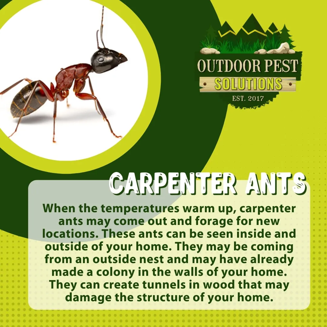 Outdoor Pest Control Solutions
