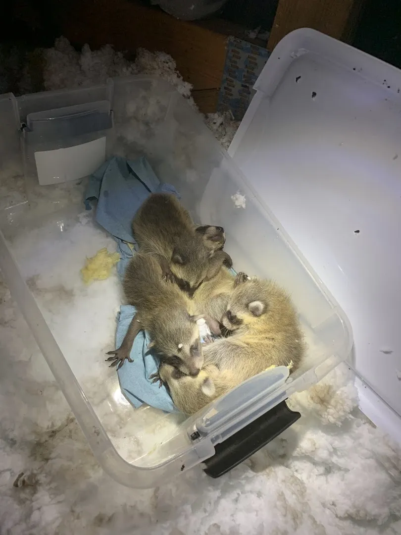 Precision Pest and Wildlife Removal of Anderson County